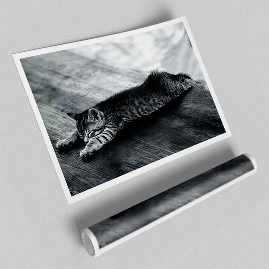 Kitten Dream - Graphic Art Print on Paper