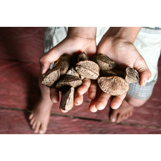 Fresh Brazil Nuts - Wrapped Canvas Photograph