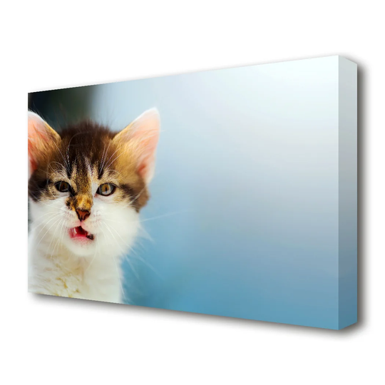 Kitten Cat Growl Wildlife - Wrapped Canvas Photograph Print