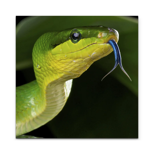Green Arboreal Rat Snake Photographic Print on Canvas