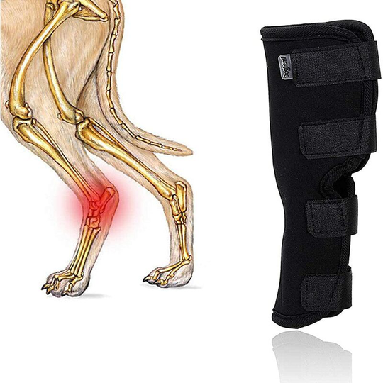 Leg of neoprene dog sbr antichoc protection maximum support injury