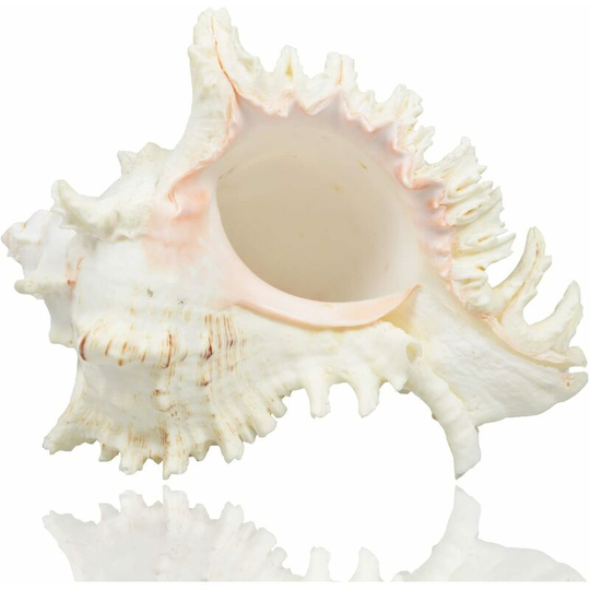 Fvbjd - Large natural seashells, huge 7-8 inch giant seashells, perfect for wedding decoration, beach themed parties, home decorations, crafts,