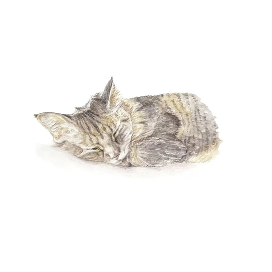 Sleeping Grey Kitten by Wandering Laur - Wrapped Canvas Painting