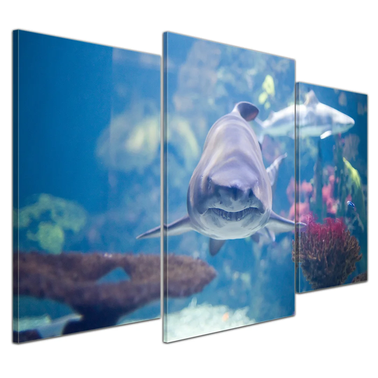 Shark III 3-Piece Photographic Print on Canvas Set