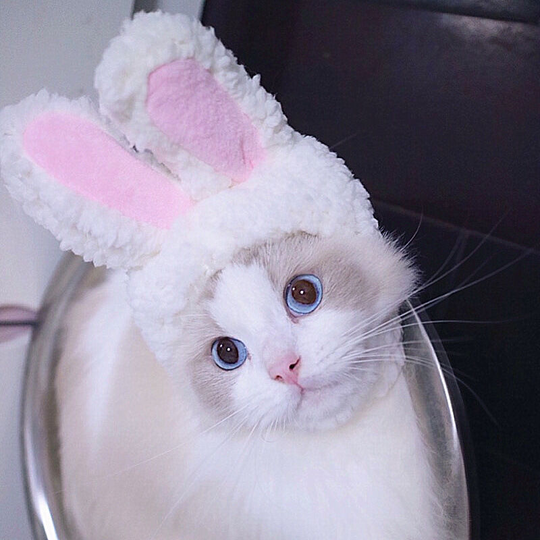 Cat headgear Cute rabbit cross dressing hat Cat headgear performance props Funny pet hat Rabbit ears 34 * 17cm