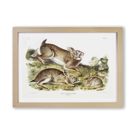 'Grey Rabbits' by John Audubon - Picture Frame Painting Print on Paper