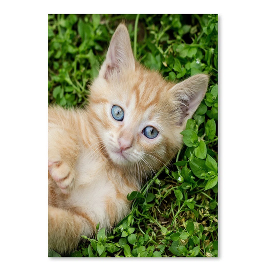 Kitten Pet Cat Animal - Unframed Photograph Print on Paper