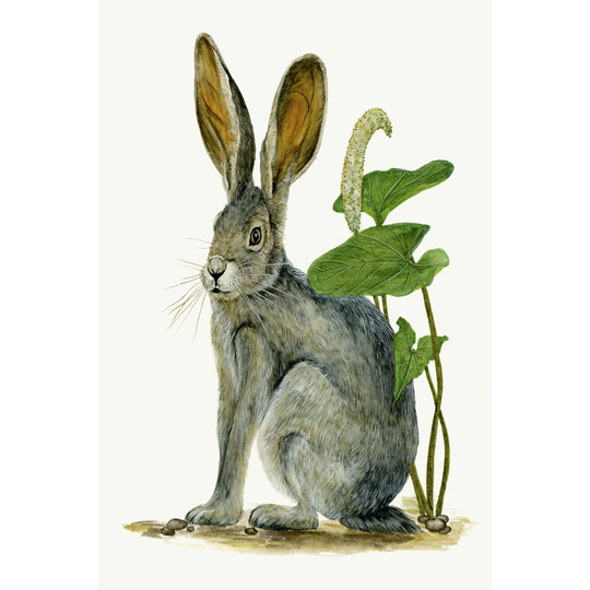 Black-Tailed Jackrabbit I by Melissa Wang - Wrapped Canvas Painting