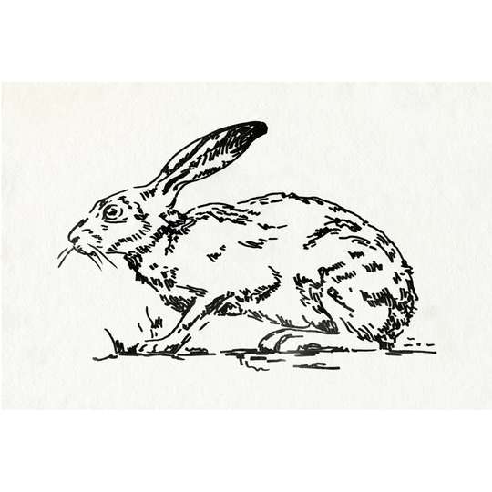 Resting Hare I by Emma Caroline - Wrapped Canvas Drawing