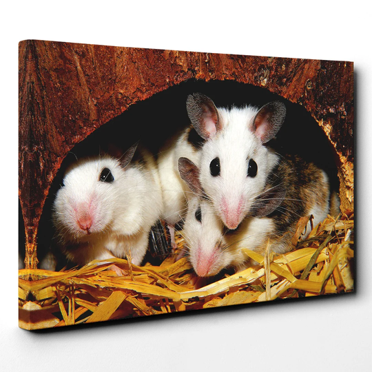 Mouses Hole Photographic Print on Canvas