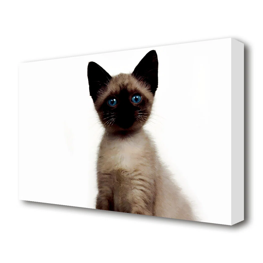 'Kitten Mischief Wildlife' Photographic Print on Canvas