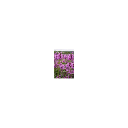 Wild Flower - Betony - Stachys Officinalis - 400 Seeds