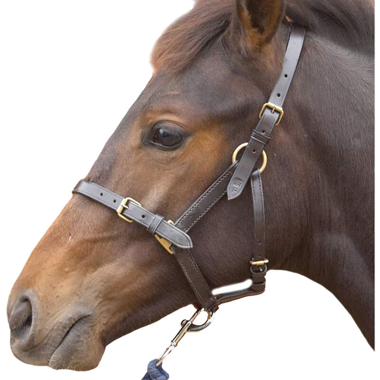 Leather Foal Head Collar (Large) (Brown) - Brown - HY