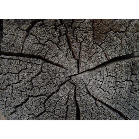 Tree Stump Wood Placemat