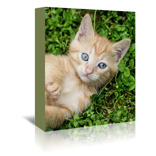 Wonderful Dream Kitten Pet Cat Animal Photographic Print Wrapped on Canvas
