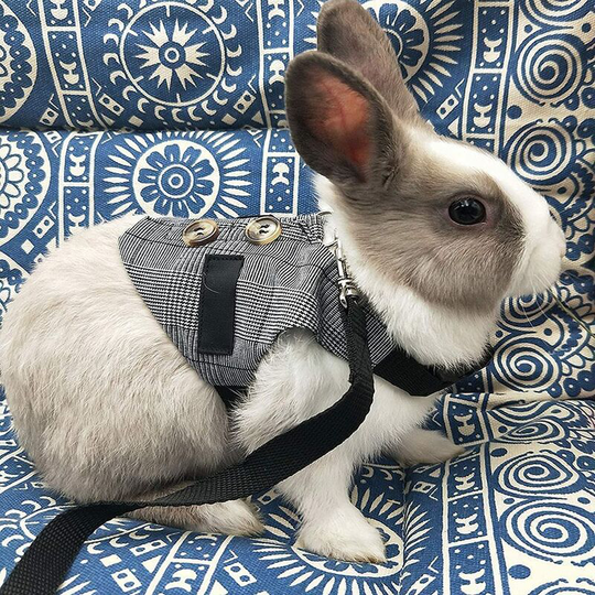 Modou - Rabbit Costume with Adjustable Harness, Small Animal Harness and Leash Set for Small Animals, Rabbits, Hamsters, Cats, Gray, sml (m)