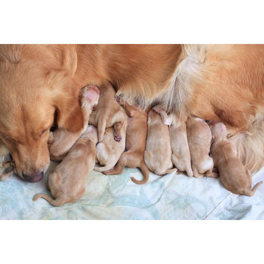 Group of First Day Golden Retriever Puppies Natural Shot - Wrapped Canvas Photograph