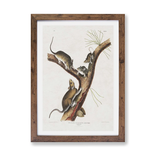 'Florida Rats' by J.W. Audubon - Picture Frame Painting Print on Paper