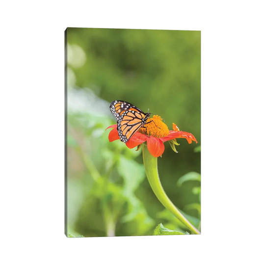 Close-Up Of Monarch Butterfly Perching On Flower, Northeast Harbor, Maine, USA 1PC6