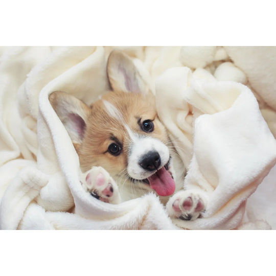 Cute Homemade Corgi Puppy Lies in a White Fluffy Blanket Funny Sticking Out His Face and Paws by Nataba - Wrapped Canvas Photograph