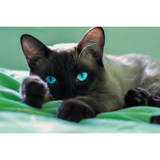 Young Siamese Kitten.