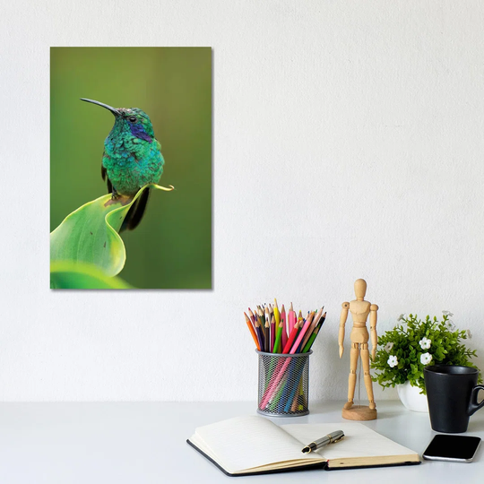 Green Violet-Ear Hummingbird Perched On Leaf, Costa Rica by - Print