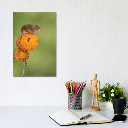 Harvest Mouse on Flower by Dean Mason - Photograph Print on Canvas