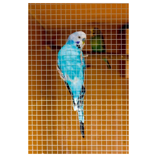 Cage & Aviary Welded Panel 0.6 x 0.9m - WMP25259 - Ambassador