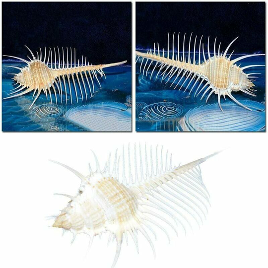 Monly - pc 13-15cm Murex Pecten Venus Comb Natural Indian Ocean Large Seashells Beach Decor Craft diy Craft Ornament Craft Underwater Aquarium