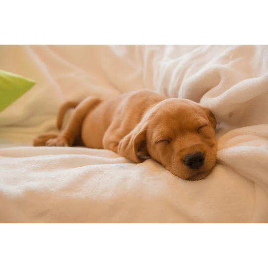 Sleeping Puppy - Wrapped Canvas Photograph