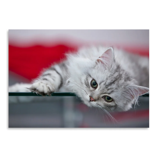 Lovely Kitten' by Melanie Viola Photographic Print