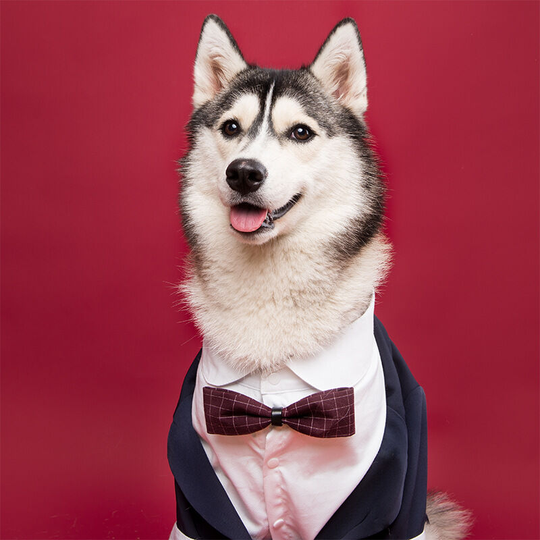 Pet suit dog dress tuxedo wedding Corgi Shiba Inu suit dog clothes large dogs navy dress , 7XL: chest circumference 83-88cm (recommended weight about