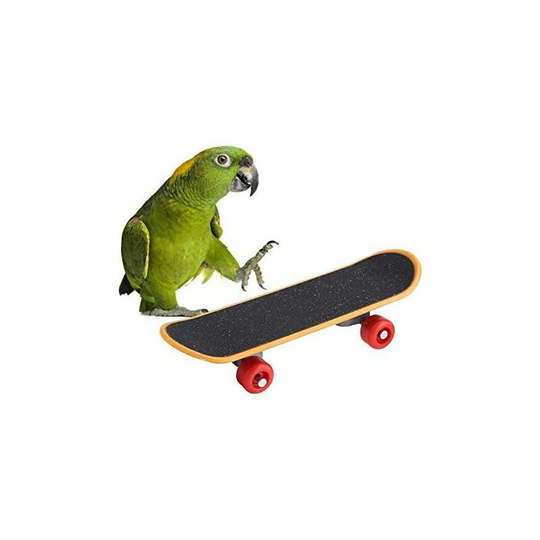 Parrot Toy, Parrot Skateboard Toys Funny Training Bird Playing Interactive Bird Game Standing Perch Educational Stand Cockatiels for Birds
