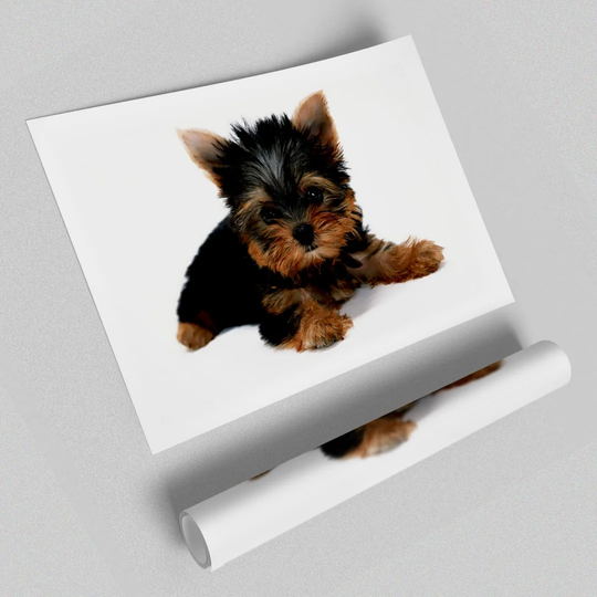 'Yorkshire Terrier Baby Puppy' - Unframed Photograph Print on Paper