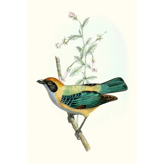 On Perch II - Wrapped Canvas Painting Print