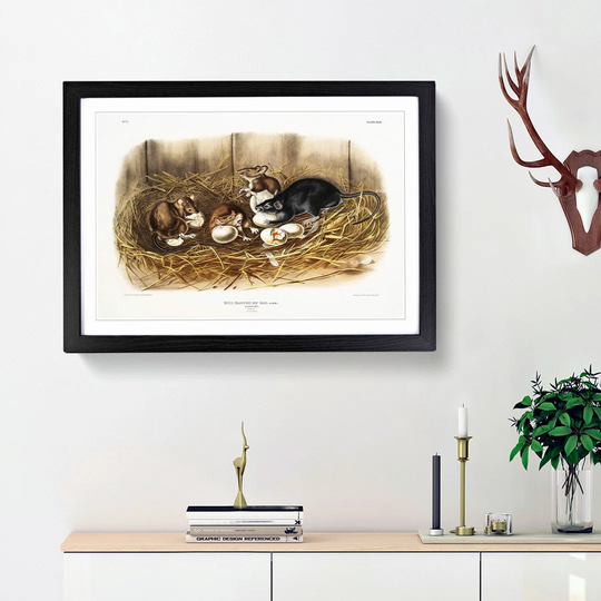 Black Rat by J.W. Audubon - Picture Frame Painting Print