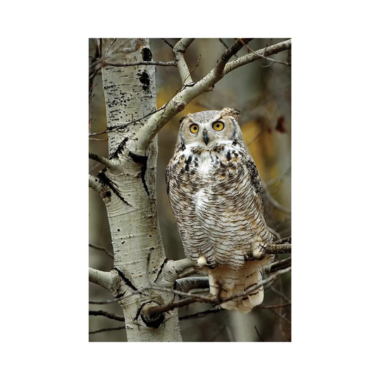 Great Horned Owl Pale Form, Perched in Tree, Alberta, Canada by Tim Fitzharris - Wrapped Canvas Photograph