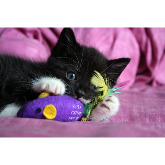 The Playing Kitten