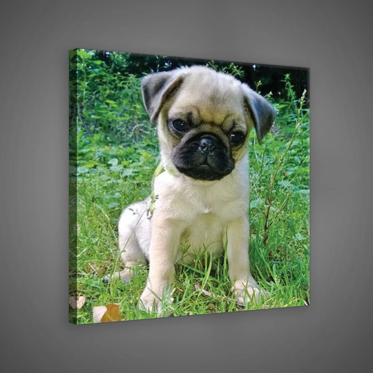 Pug Puppy Photographic Print on Wrapped Canvas in Green/Grey/Black