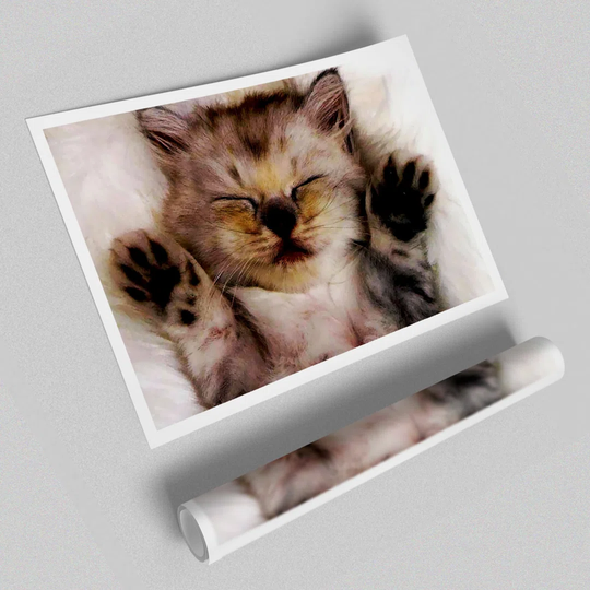 Kitten Love - Graphic Art Print on Paper
