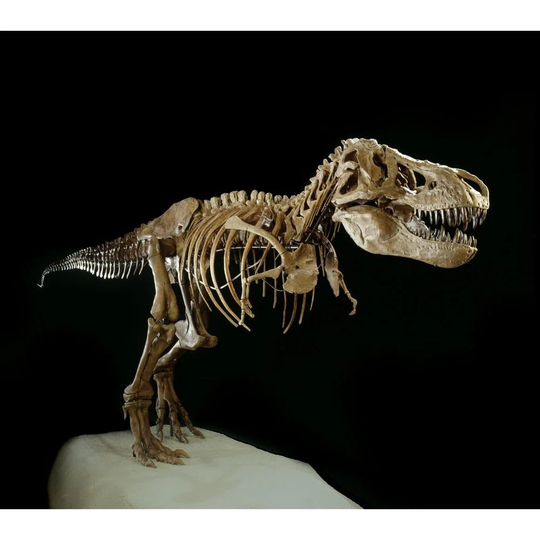Tyrannosaurus Rex Skeleton by Corbis - Photograph Print