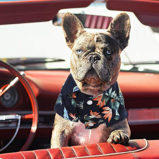 Summer Dog T-Shirt, Hawaiian Style Dog Shirt, Resort Style Dog T-Shirt, Fashion Breathable Dog Clothes for Puppy, 2 Pieces, Blue and White (Small)
