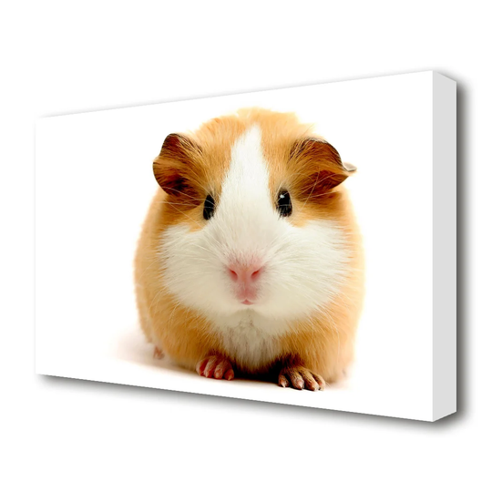 Cute Guinea Pig Wildlife - Photograph Print on Canvas