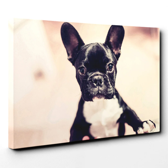 French Bulldog Puppy Dog Photographic Print on Canvas