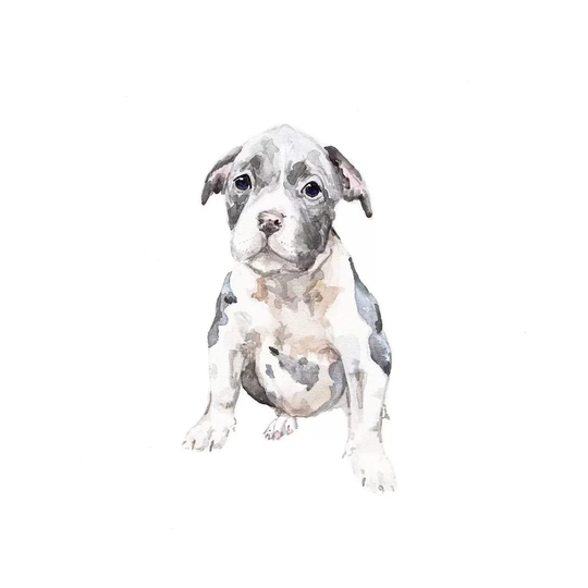 Pit Bull Puppy by Wandering Laur - Wrapped Canvas Painting