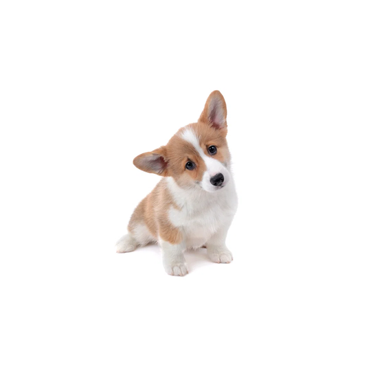 Cute Face Corgi Puppy Sitting by Kreinick - Wrapped Canvas Photograph