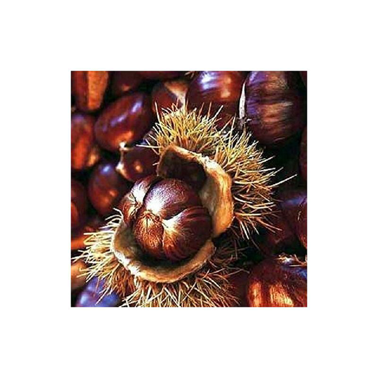 Sweet Chestnut Tree Castanea Sativa Fruit Nut Tree 2-3ft Tall in a 2 Litre Pot