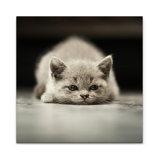British Shorthair Kitten Against a Black Background