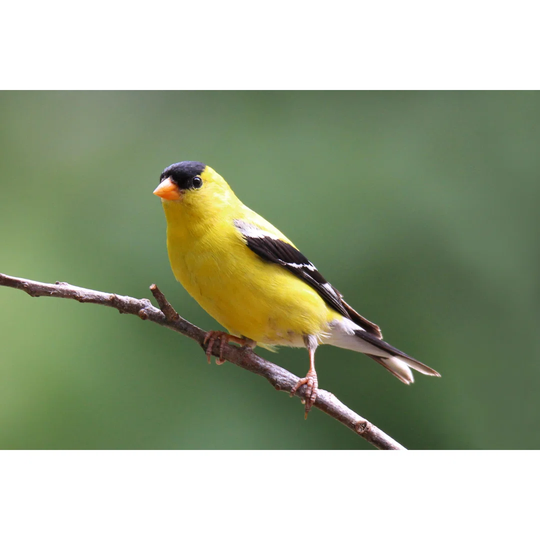 Perching Summer Goldfinch by Sue Feldberg - Wrapped Canvas Photograph