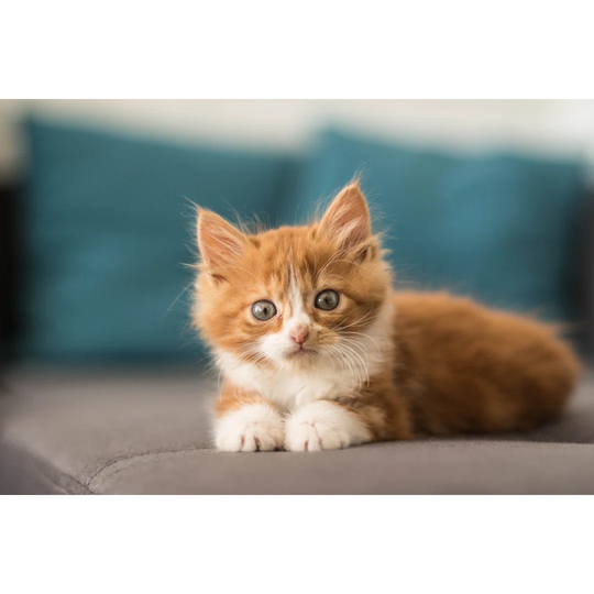 Lovely Little Kitten Lying Down On A Sofa